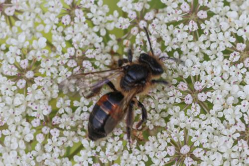 Andrena rosae